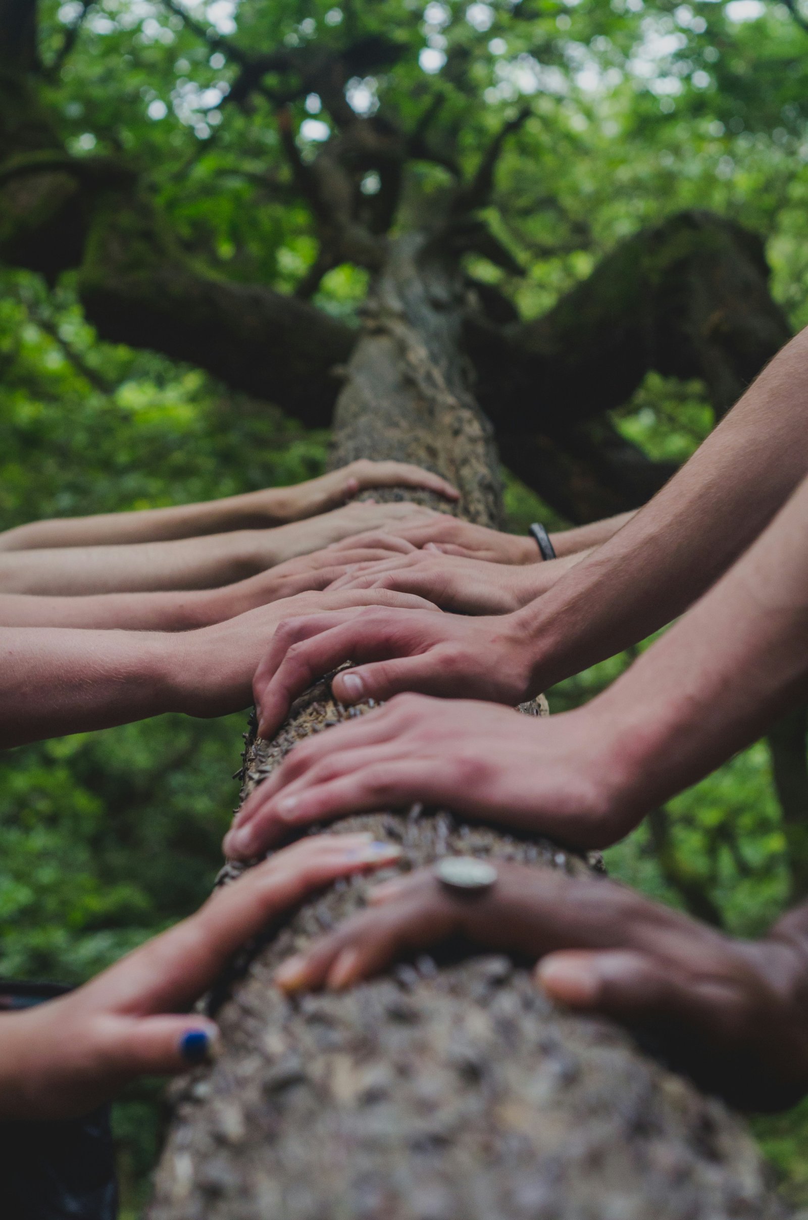 A row of hands resting together on a tree branch.